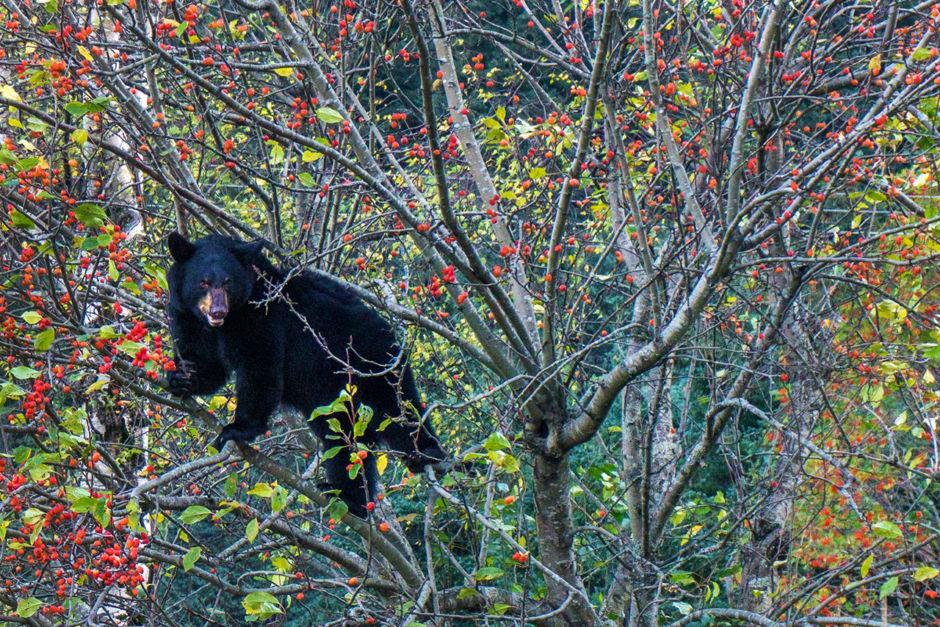 Turnagain Arm: Una delle Destinazioni più Belle dell'Alaska