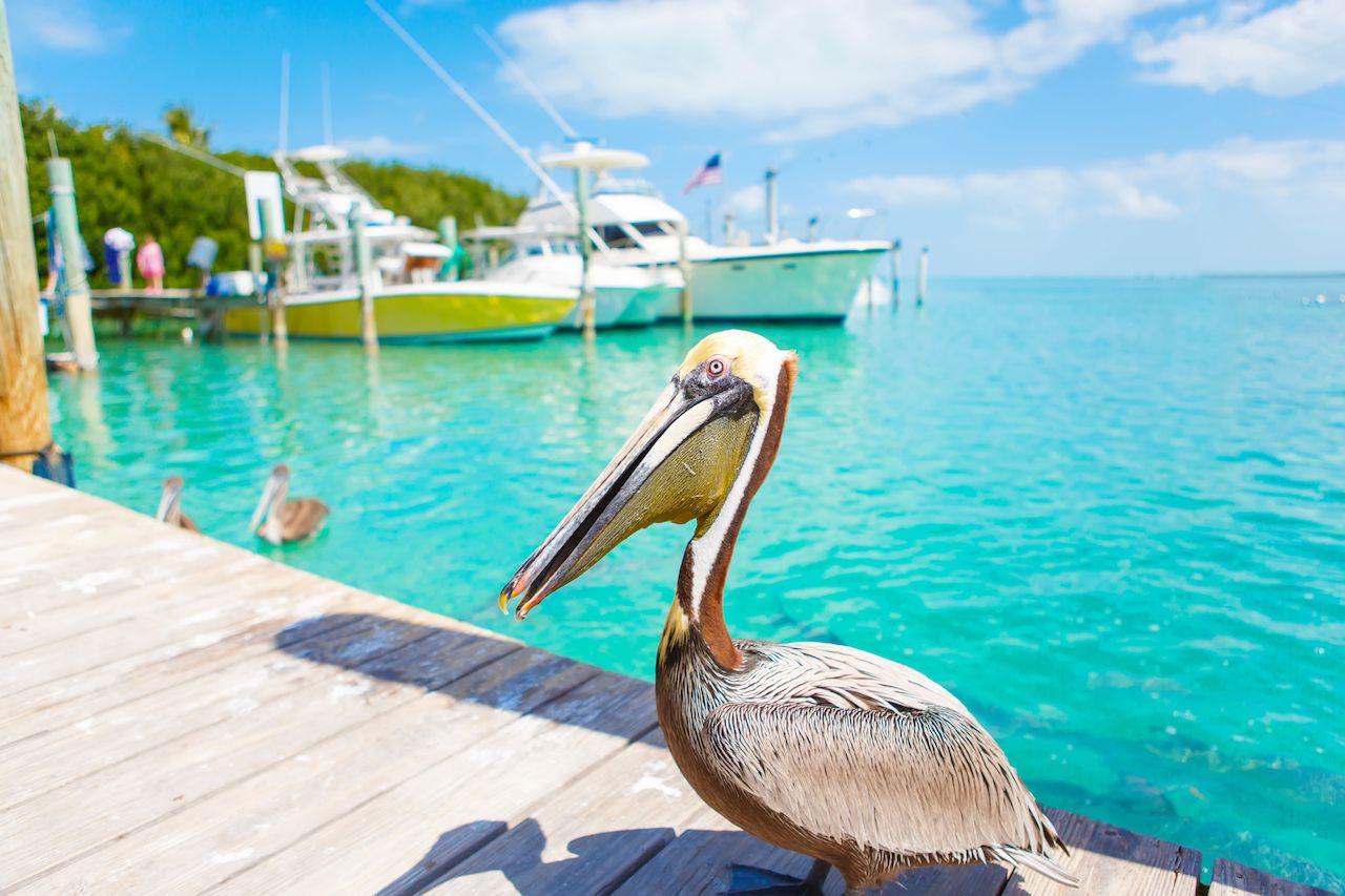 Pellicani bruni nel porto di Islamorada, Florida Keys una meta discreta per lune di miele negli Stati Uniti