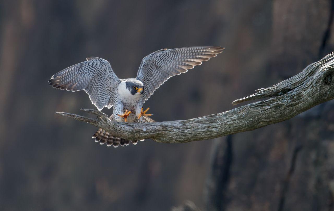 Falco pellegrino