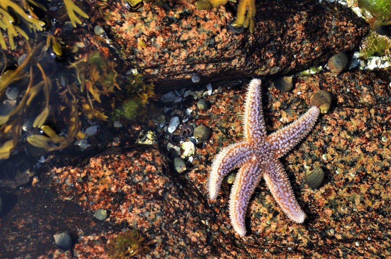 Stella di mare di Acadia