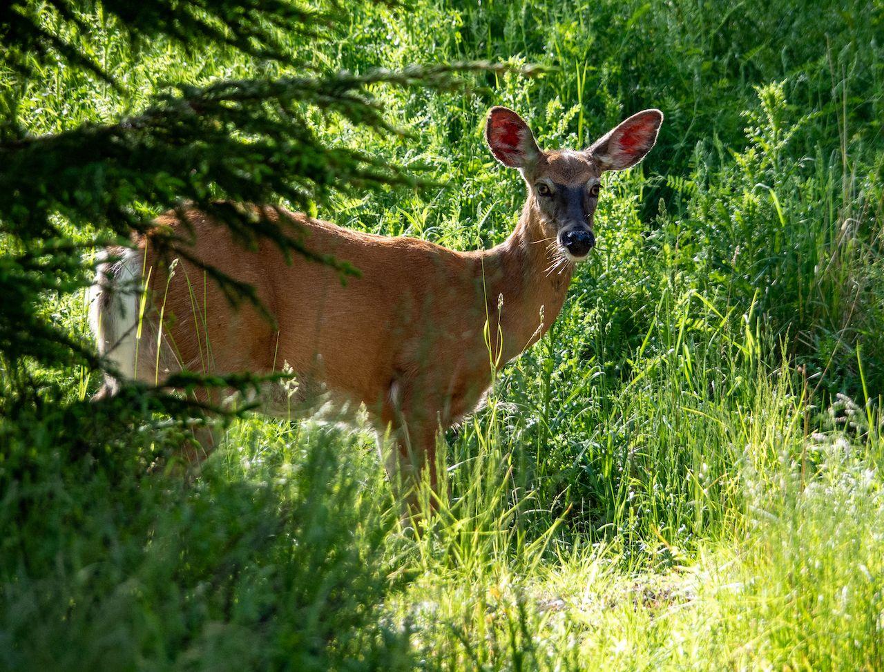 Cervo dalla coda bianca nel Parco Nazionale di Acadia