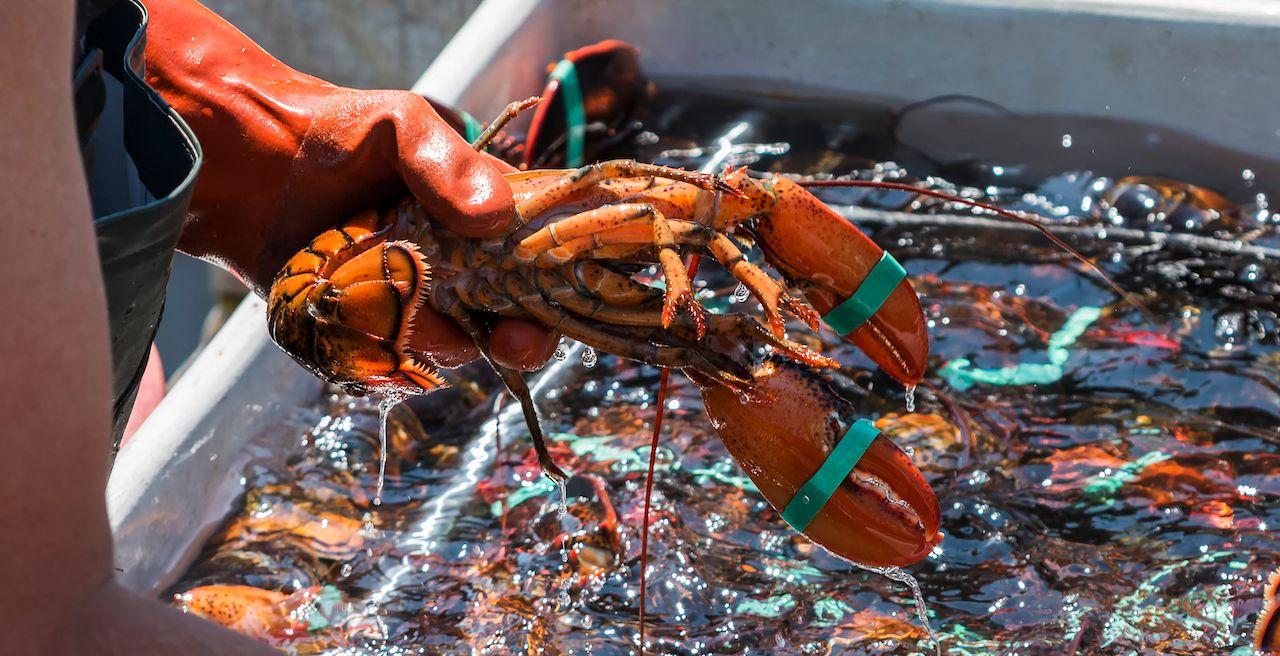 Un pescatore tiene un'aragosta viva sopra uno dei contenitori in cui sta ordinando l'aragosta da vendere alla fine della giornata.