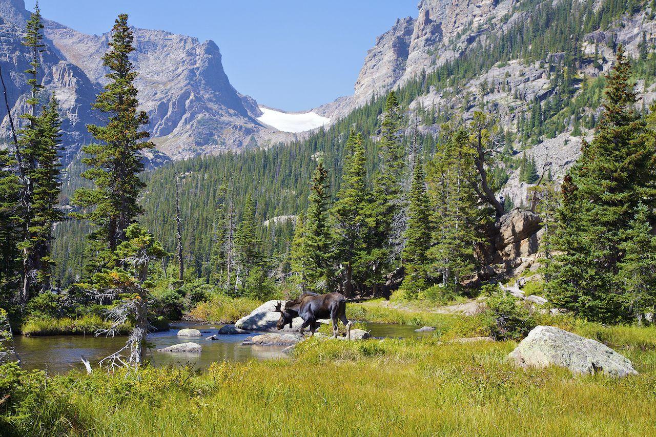 Alce vicino a Dream Lake