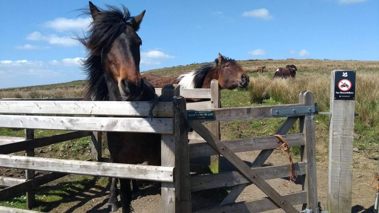 Pferde rund um Divis und den Black Mountain, Belfast