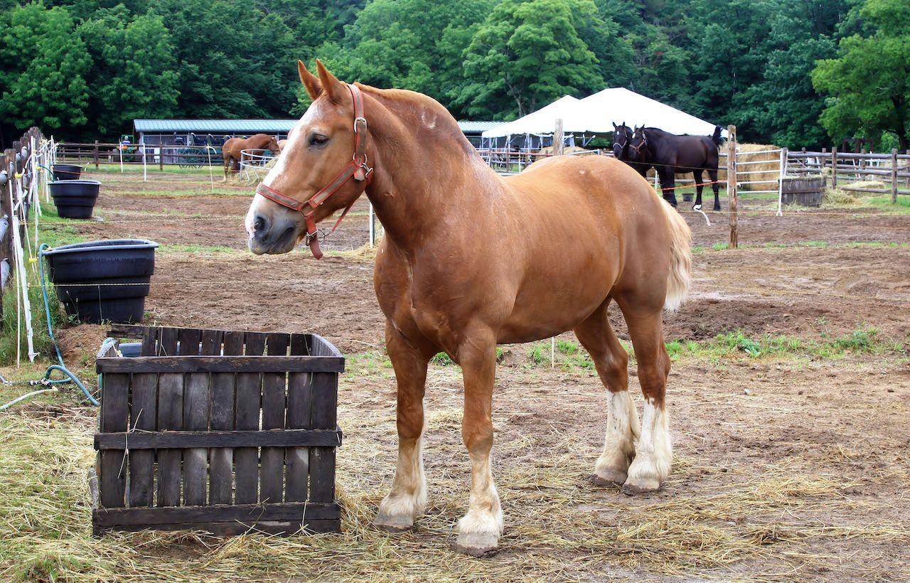 Cavallo da tiro belga