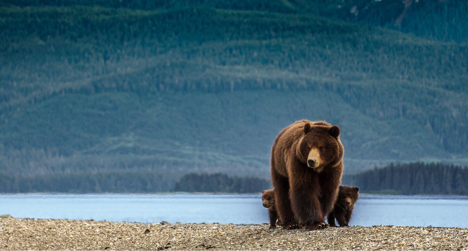 Migliore idea di destinazione per festa di addio al nubilato - orso sulla spiaggia a Juneau
