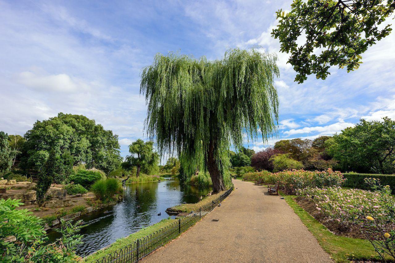 Queen Mary's Rose Gardens in Regent's Park