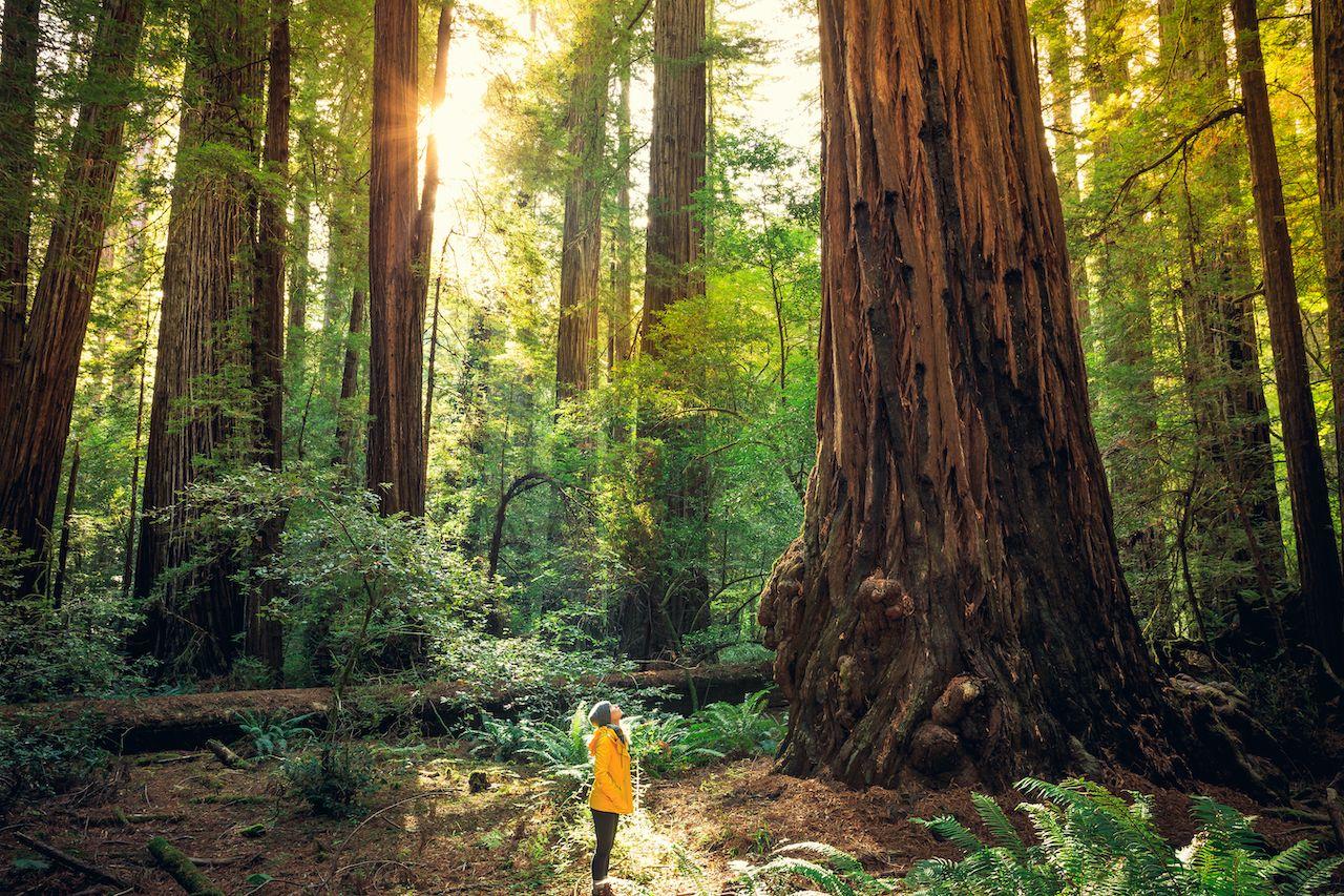 Redwoods