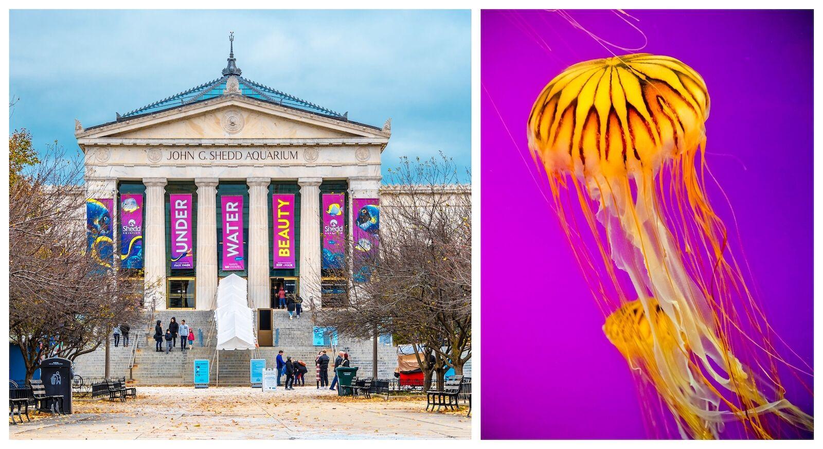 Das Shedd Aquarium von außen und einer seiner Quallenbewohner. Das Shedd Aquarium ist eines der besten Museen in Chicago.