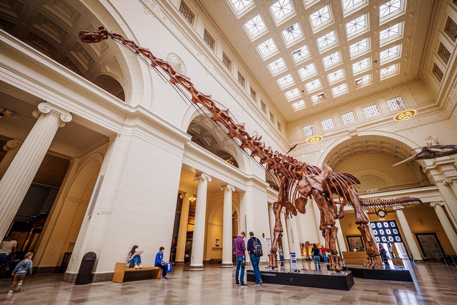Dinosaurierskelett im Field Museum sichtbar. Das Field Museum ist eines der besten Museen in Chicago.