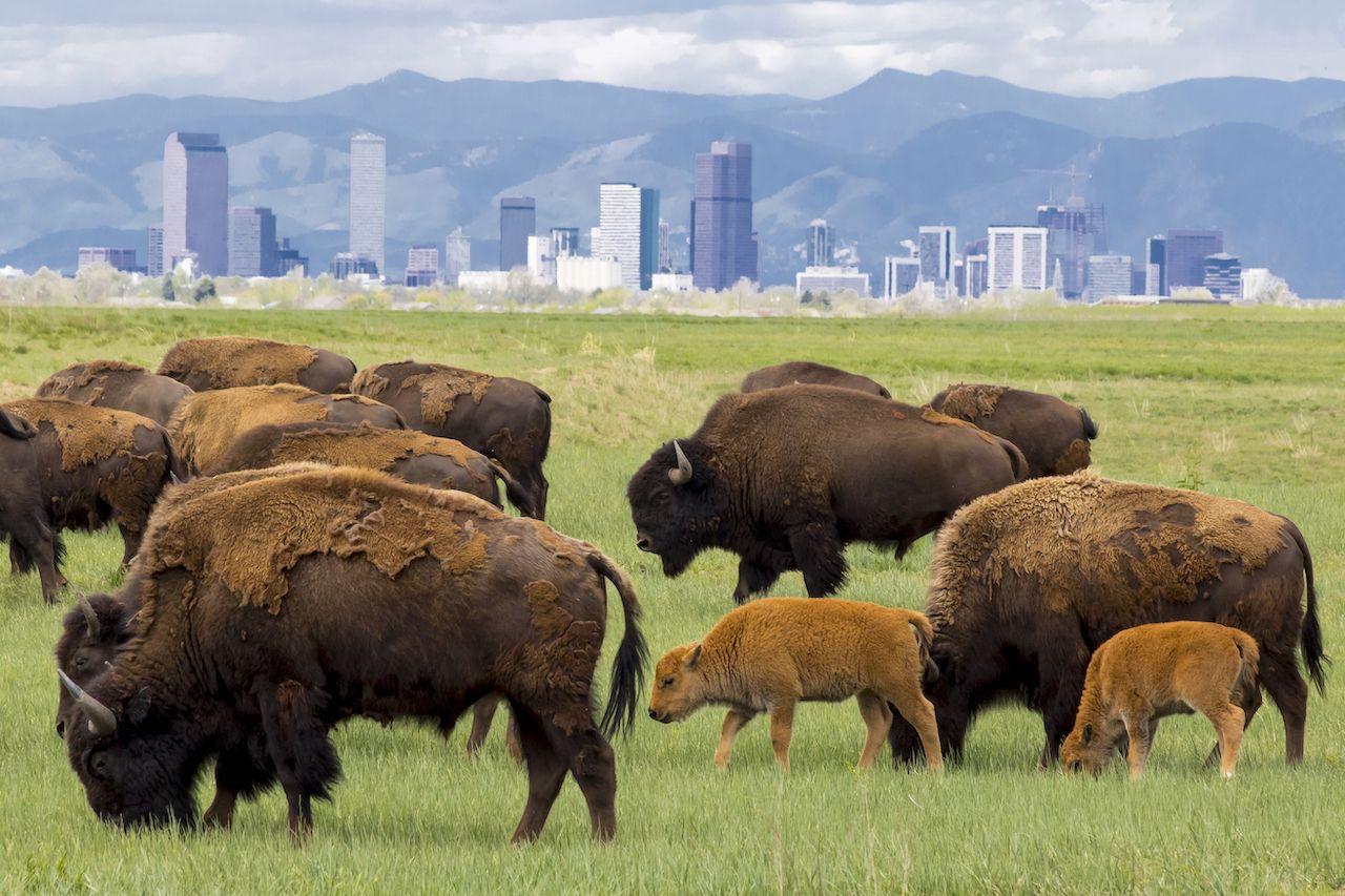 Allevamento di bisonti al Rifugio Nazionale della Fauna Selvatica Rocky Mountain Arsenal