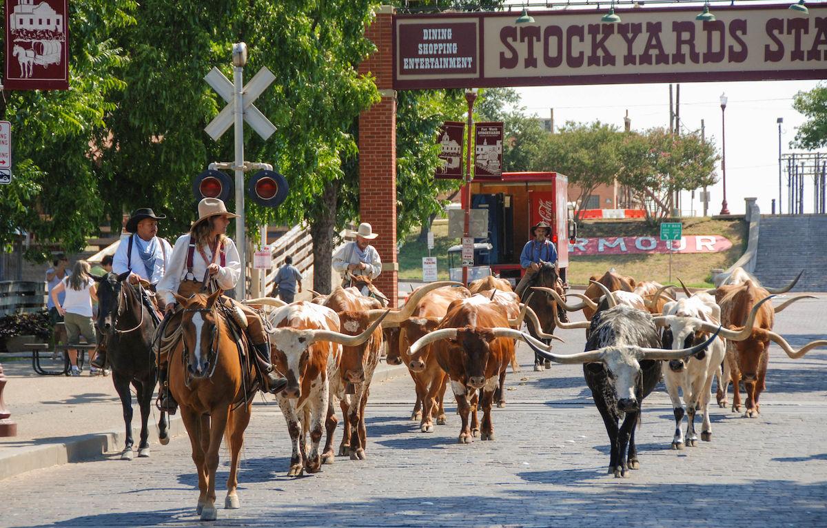 Un gruppo di bestiame che sfilano per gli Stockyards di Fort Worth