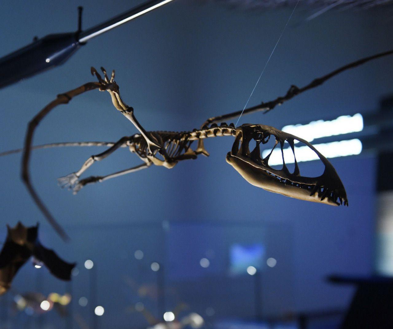Prähistorischer Fossil im Frost Museum of Science in Miami, Florida