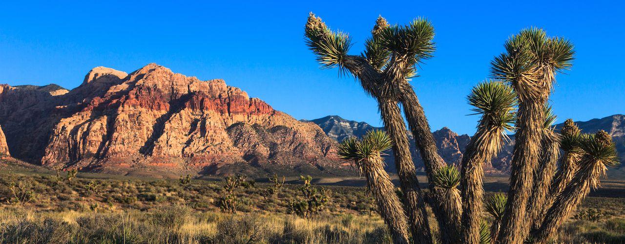Joshua tree in Red Rock Canyon park, Nevada.