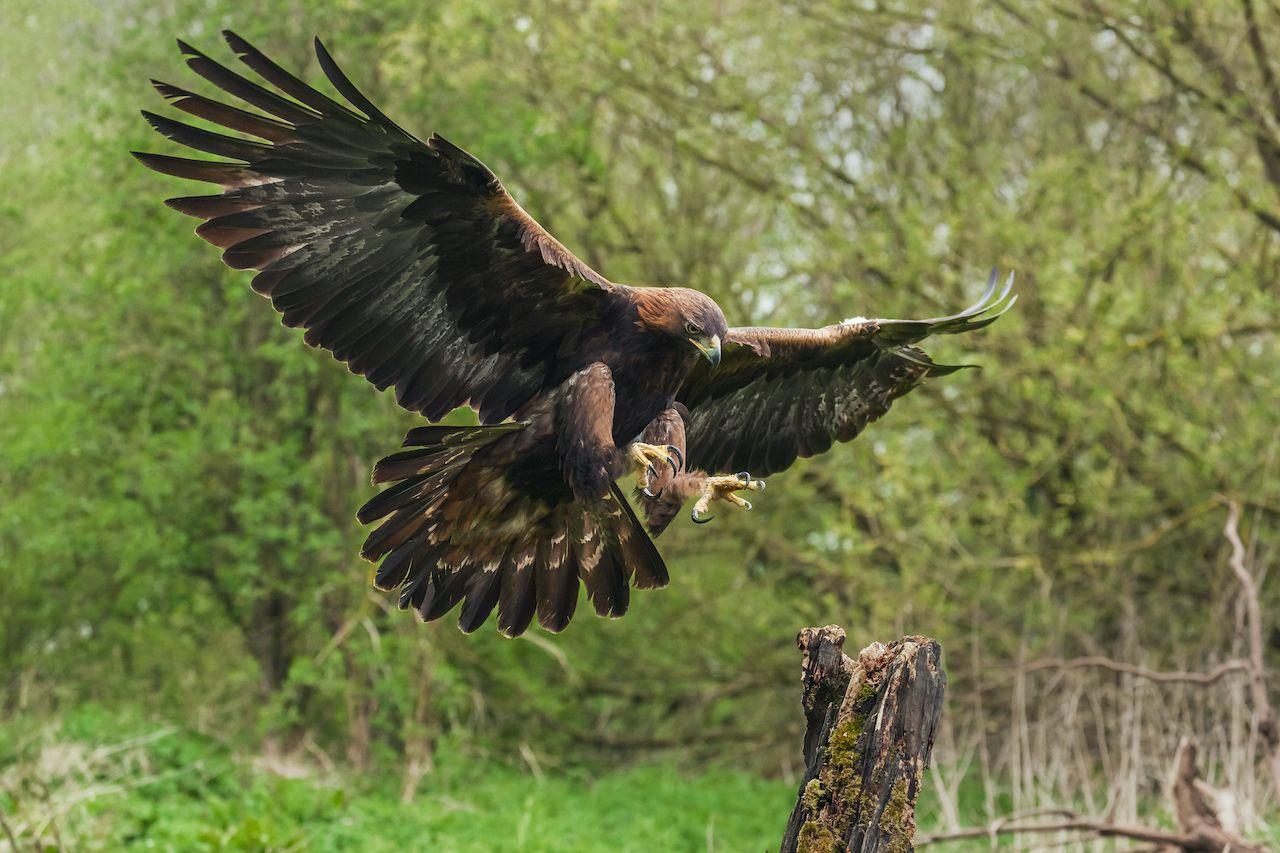 Avvistamenti della Fauna Selvatica